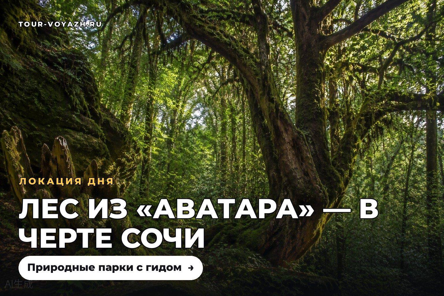 Локация дня: тисо-самшитовая роща