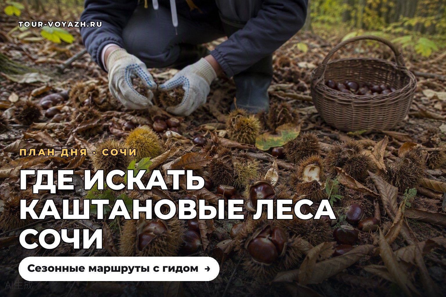 Суббота: каштановые леса Сочи — где искать